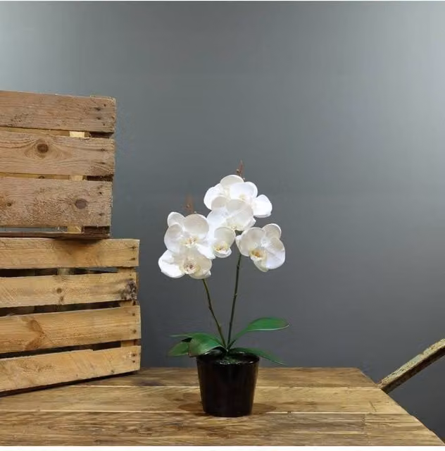 KDMD Artificial White Aragon Phalaenopsis Orchid in a Black Ceramic Planter, Height: 40 cm