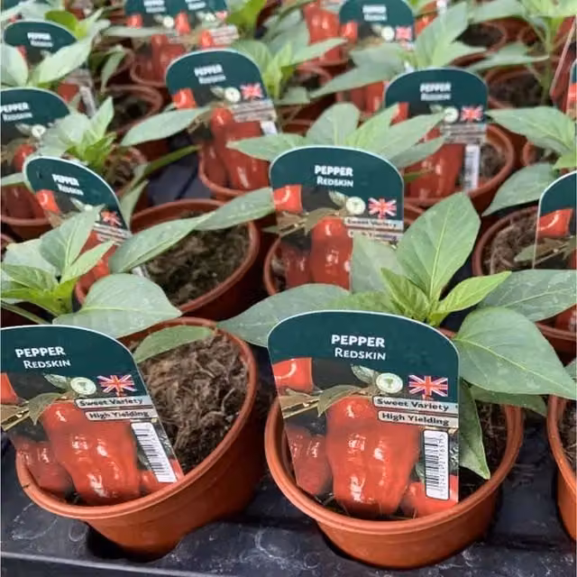 Plants By Post Redskin Sweet Pepper Plants, 3 x 9cm Pots, Red High Yield Variety