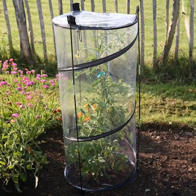 Primrose Pop Up Tomato Cloche with External Supports in Transparent, W/D/H: 110 x 50 x 50 cm