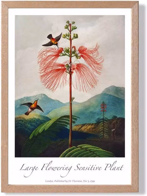 ARTZE Vintage Floral Exhibition Flowering Plant Framed Print with Oak Frame, Multicolour