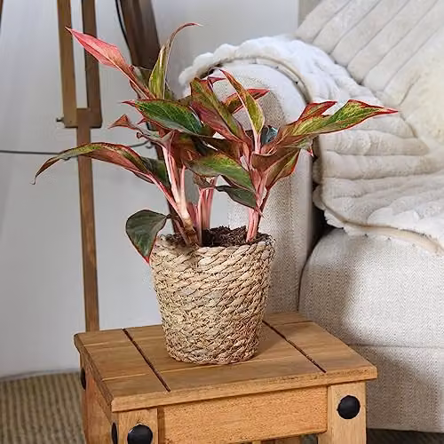 Thompson & Morgan Aglaonema Crete Low Maintenance Evergreen Indoor Houseplant, 12 cm Pot – 2