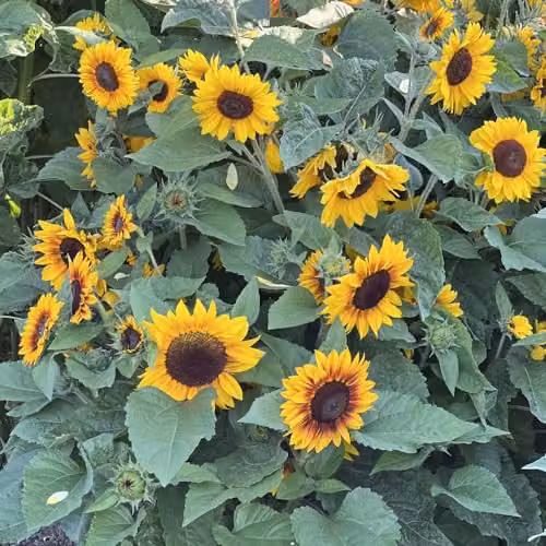 Thompson & Morgan Sunflower Mahogany F1 Seeds, Orange and Yellow Semi-Dwarf Variety, 1x Seed Packet – 2