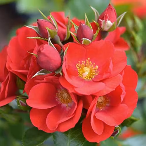 Thompson and Morgan Lots of Kisses Scented Red Patio Rose Bare Root Plant