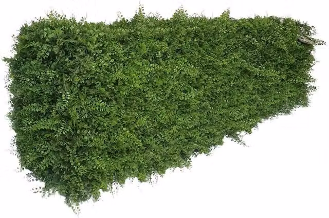True Products Premium Freestanding Artificial Mixed Fern Hedge on a Metal Frame, Green, W/D/H: 158 x 33 x 56 cm