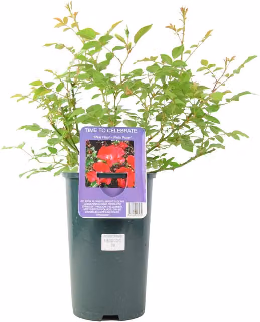 Plants by Post Time to Celebrate Red Patio Rose in a 3L Pot