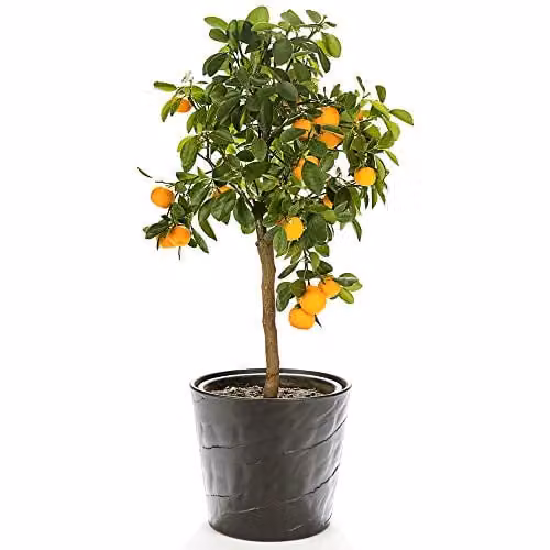 Thompson & Morgan Orange Tree Citrus Fruit Houseplant in a 9cm Pot