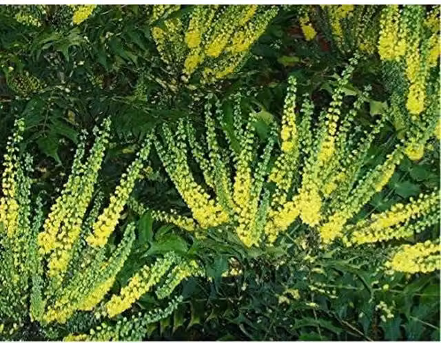 Direct Plants Mahonia Winter Sun Evergreen Ornamental Shrub, Green and Yellow, Height: 35 cm