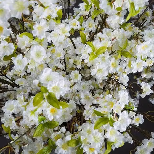 Hill Interiors White Cherry Blossom Artificial Spring Floral Spray, W28 x D28 x H124 cm – 2