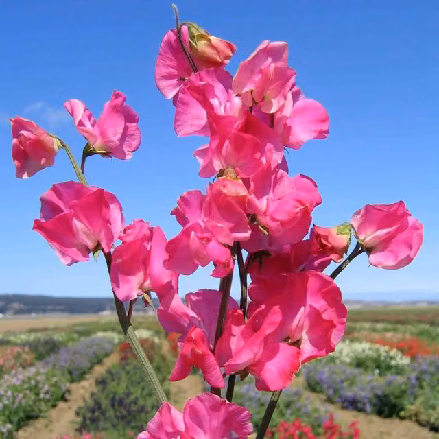 Unwins Sweet Pea Seeds Elegance Deep Rose Red and Pink Climber Flower Seeds