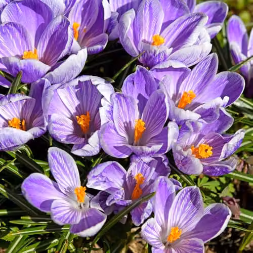 Thompson and Morgan Crocus Pickwick Bulbs, Purple and White Spring Flowering Bulbs, 20 Bulbs