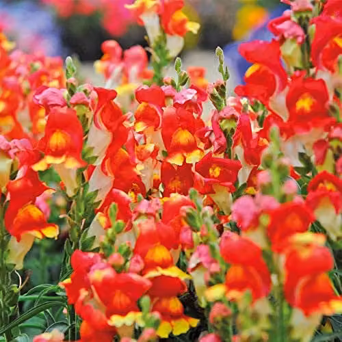 Thompson and Morgan Antirrhinum Majus Nanum Rembrandt Snapdragon Seeds, Orange, Gold and Yellow Flowers, 200 Seeds