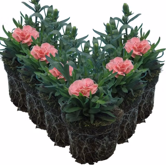 Plants by Post Pink Star Carnation Potted Shrub