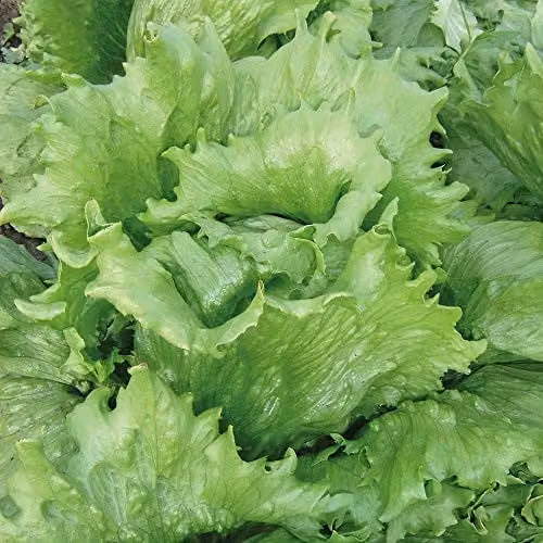 Thompson and Morgan Lettuce Great Lakes Seeds, 400 Seeds per Packet – 1