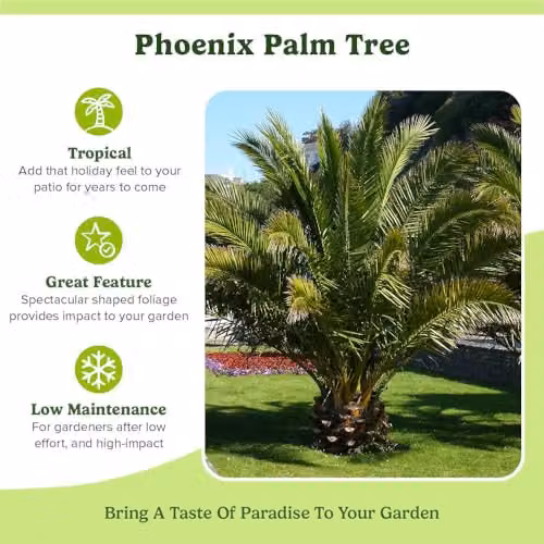 YouGarden Phoenix Palm Tree, 55-75cm Tall, in a 14cm Pot – 4