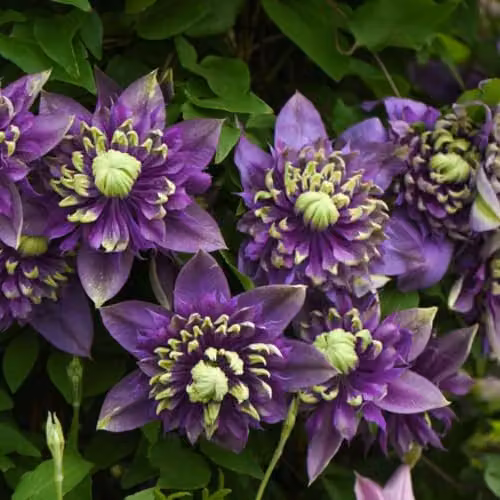 Thompson and Morgan Clematis Taiga Purple Multicolour Double Bloom Climber, 2 x 3 Litre Potted Plants