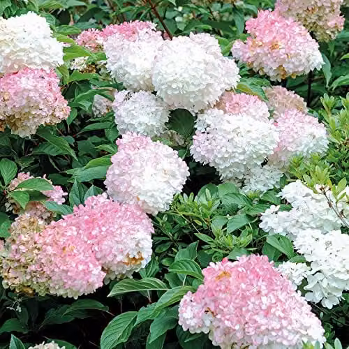 Thompson & Morgan Hydrangea Paniculata Vanille Fraise Deciduous Flowering Ornamental Shrub, White and Pink, 1 x 3.6 Litre Pot