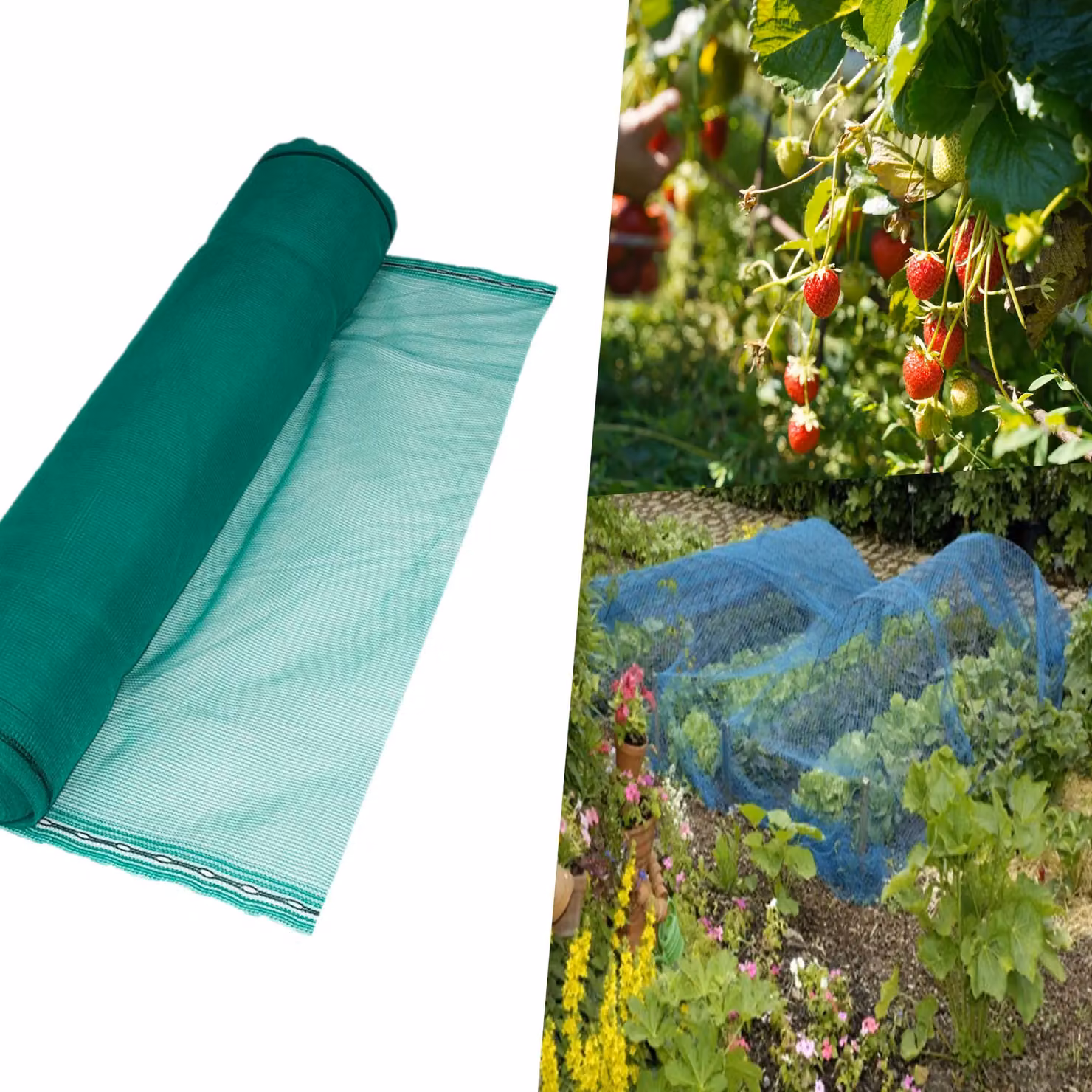 Pegdev Green UV-Stabilised Strawberry Netting for Fruit Plants and Vegetable Gardens to Keep Birds and Pests Away, 4m – 2