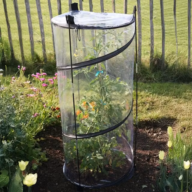 Primrose Pop Up Tomato Cloche with External Supports in Transparent