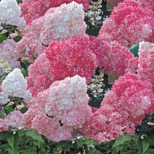 Thompson & Morgan Hydrangea Vanille Fraise Hardy Ornamental Shrub, 2 x 8cm Pot