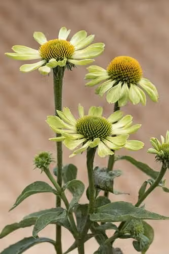 Johnsons Alan's Pride Echinacea Flower Seeds, Green and Gold – 4
