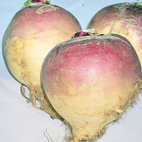 Thompson and Morgan Brora Rutabaga Swede Seeds, Approx. 750 Seeds – 2