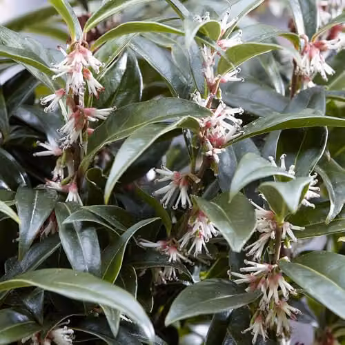 YouGarden Sarcococca Hookeriana Winter Gem Evergreen Winter Flowering Ornamental Shrub in 4.6L Pot – 5