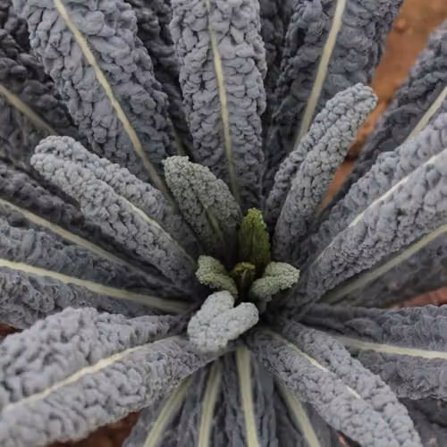 Thompson & Morgan Kale Cobra F1 Seeds, Dark Green Cavolo Nero Vegetable Seeds, 20 Seeds per Packet