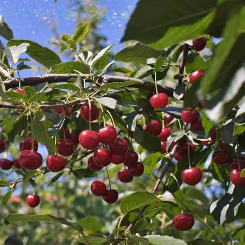 Thompson & Morgan Morello Cherry Bare Root Fruit Tree, Red – 2