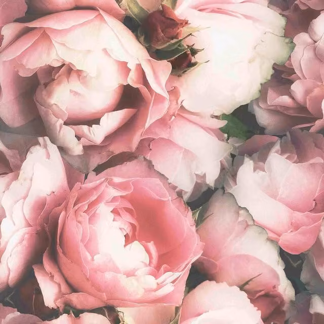 Superfresco Easy Blossom Floral Wallpaper in Pink