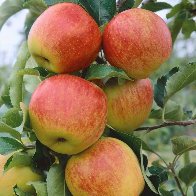 Marshalls Garden Jonagold Apple Fruit Tree, Yellow and Red