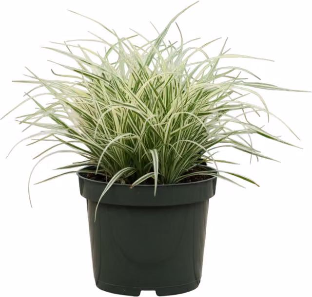 Plants by Post Carex Evercream Ornamental Grass, Variegated Evergreen in 2L Pot, Green and White