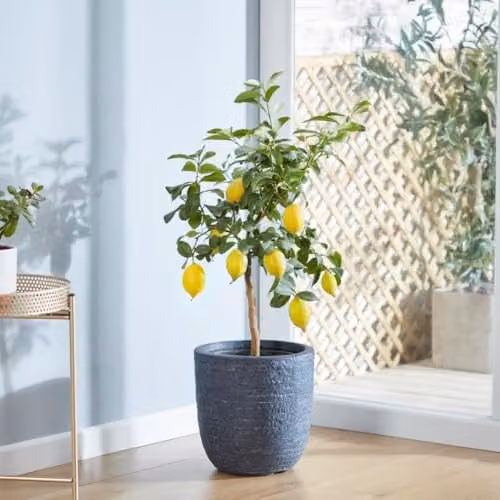 Thompson & Morgan Meyer Lemon Citrus Fruit Tree with Fragrant Flowers, 18cm Pot – 1