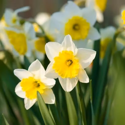 Thompson & Morgan Narcissus Attraction Spring Flowering Daffodil Bulbs, White and Yellow, 8 Bulbs