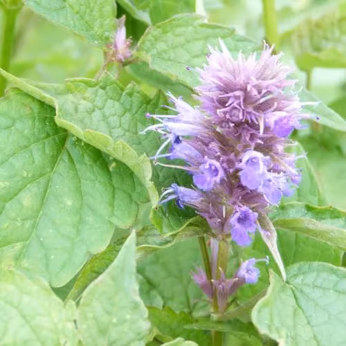 Thompson & Morgan Agastache Rugosa Hardy Perennial with Purple Flowers, 1 x 1 Litre Potted Plant