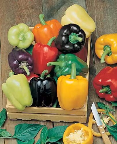 Johnsons Sweet Pepper Colour Spectrum Vegetable Seeds, Multicolour – 3