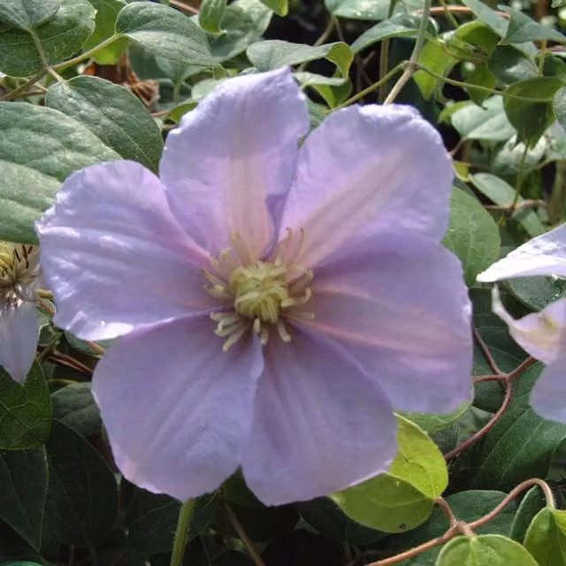 Plants By Post Clematis Silver Moon Perennial Climber with White and Purple Flowers