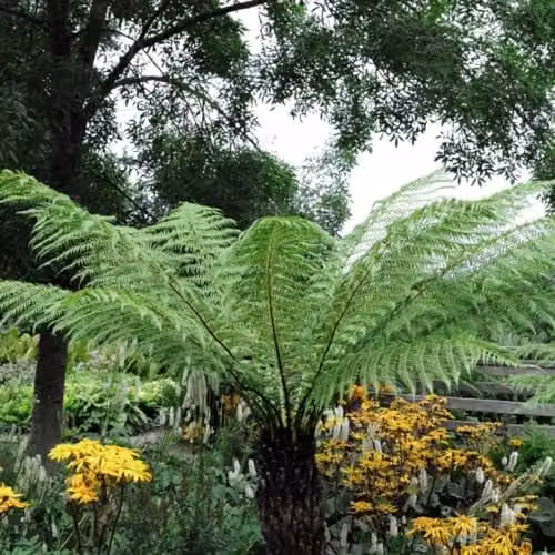 Thompson and Morgan Dicksonia Antarctica Australian Tree Fern, 2 x 2 Litre Potted Perennial Plants – 2