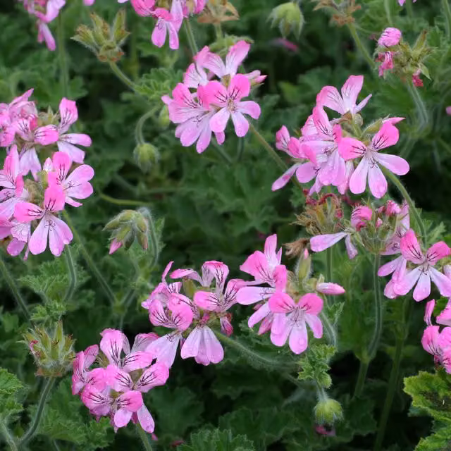 Plant Theory Set of 3 Pink Capricorn Pelargonium Bedding Plants in 9cm Pots