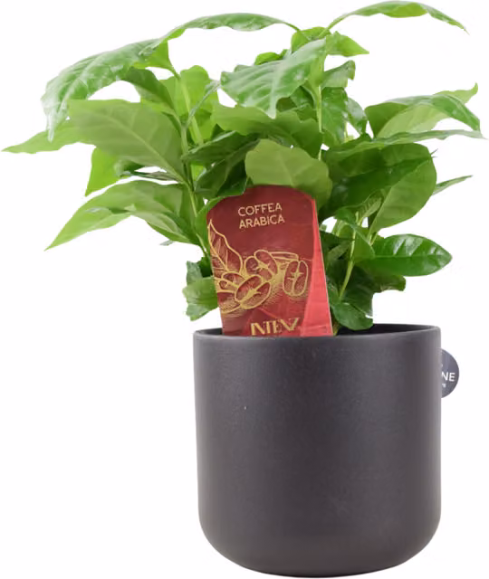 Plants by Post Arabica Coffee Indoor Plant with Green Foliage in 12cm Pot