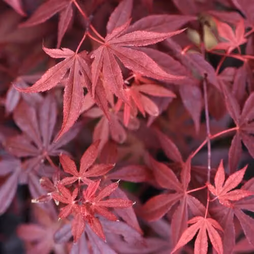 Thompson and Morgan Japanese Maple Acer palmatum with 2 Dark Grey Patio Planters