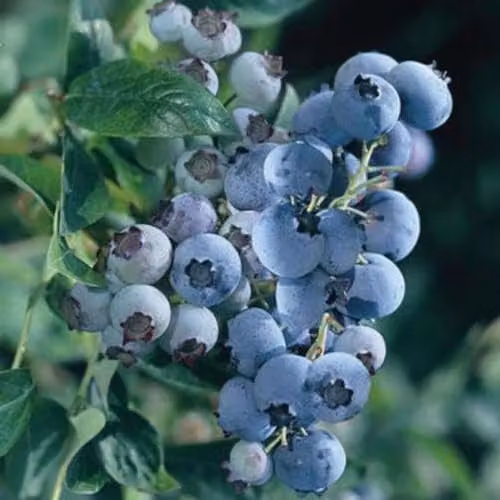 Thompson & Morgan Blueberry Bluegold Highbush Plant, 2 x 9cm Potted Plants – 2