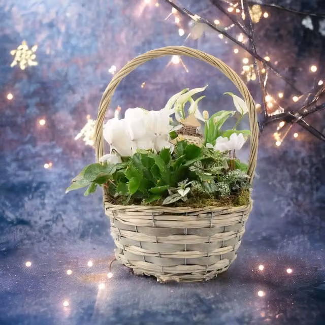 Plants by Post White Cyclamen Lily Indoor Hanging Plant Basket