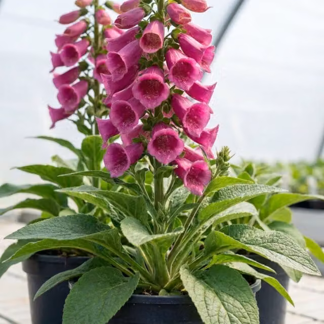 Plants by Post Digitalis Deep Rose Pink Perennial Plant 3L