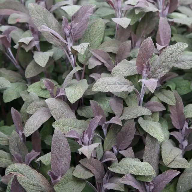 Primrose Salvia Officinalis Purple Sage Perennial Herb Garden Plant in a 9cm Pot