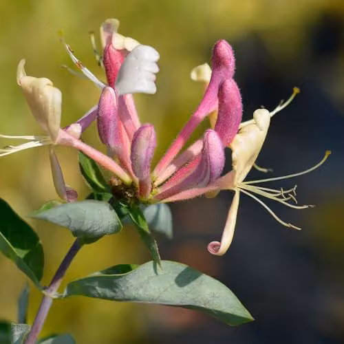 YouGarden Japanese Honeysuckle Lonicera belgica Climbing Shrub in 2L Pot, 90cm Cane, Yellow and Pink Flowers