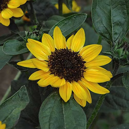 Thompson and Morgan Sunflower Tanja F1 Hybrid Yellow Flower Seeds, 10 Seeds – 2