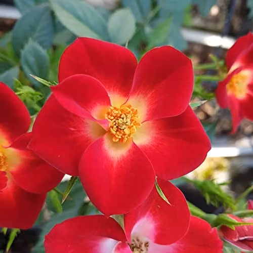 Thompson and Morgan Rose Everglow Ruby Compact Ornamental Shrub, Red and White Flowering Plant, 3 Litre Pot