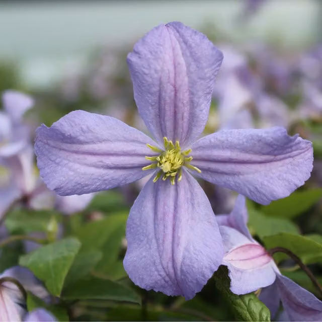 Plants By Post Clematis Prince Charles Perennial Climber in Blue and Purple