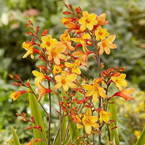 Thompson & Morgan Crocosmia Harlequin Hardy Perennial Potted Plant with Orange, Yellow and Red Summer Flowers, 1 x 9cm Pot