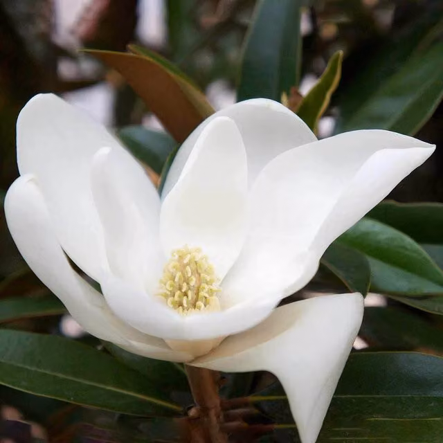 Marshalls Garden Magnolia grandiflora Alta White Potted Ornamental Tree